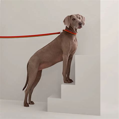 hermes dog leash|hermes birkin dog collar.